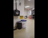 Dogs run into room slow motion wet floor