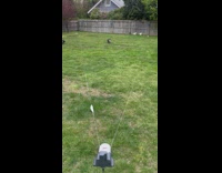 2 corgis try to catch toy in a triangle 