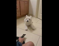 White puppy bark eat air from blow dryer 
