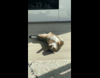 Cat lay on back sleep on floor