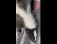 Skunk jump on woman being defensive food