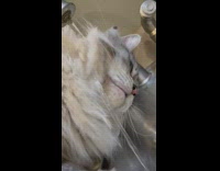 Pet cat head gets wet from the faucet