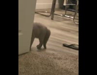 Grey Cat Chewing on Black Sandel and Jump Up