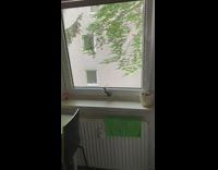 Bird trapped tries to escape from the window