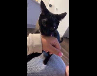 Cat tries to scare woman bites hand