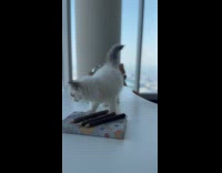 Kitten roam around luxurious home on building