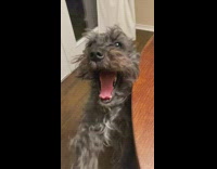 Grey dog yawn asked about darth vader