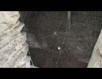 Small spider makes a web  on the ceiling
