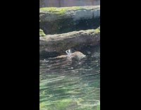 Two baby otter play fight in water aquarium