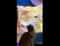Cat beside TV watches cat on TV