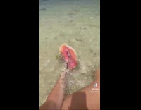 Collab ClipsIG - Woman pick up large conch shell beach