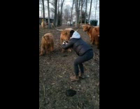 Girl take photo hairy cattle moves backward