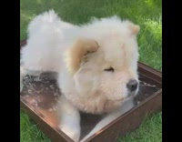 Brown chow chow dog lays water container