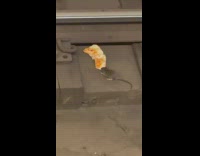 Collab WINY - Rats fight over pizza crust on train tracks