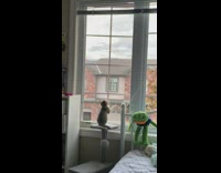 Kitten climbs window 