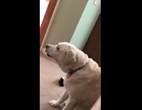 Large brown dog howls siren pink tag