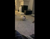 Pug dog spin around chase own tail