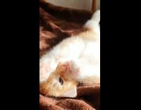 Collab PLC - Orange white kitten lay on brown blanket
