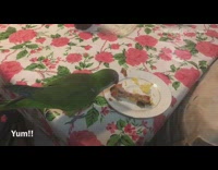Green parrot eat chicken bone saucer plate table