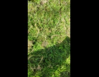 Caterpillars cover tree and grass with silk