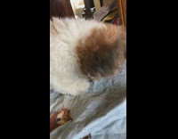 Small brown and white dog rubbing face in shiba dog bed sheets ruins hair