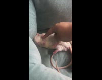 Brown rat lays on white rat girl 