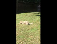 dog scratching its back on lawn