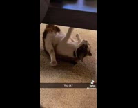 Collab BitchMP - Cat under table on carpet rolling around 
