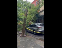 Tree fell over gray car on street
