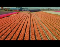 Collab PubityPets - Drone Hovers Over Rows of  Colorful Tulip Farm