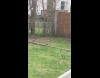 Squirrel play with stick jump roll around