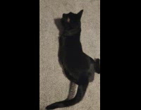 Black cat three legs belly scratch purr