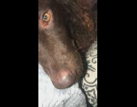 Large brown dog curly hair head scratches 