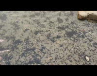 School of tadpole swims on the shore of a lake