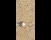 Leaf frozen blends color with the ground