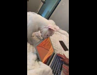 White French Bulldog Stares at Laptop Camera on Bed