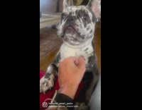 Touching black and white frenchie dog with finger