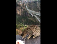 Brown cat eats on cliff