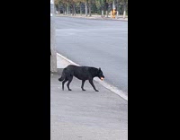 Black dog with hotdog crosses the road