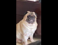 Pug dog shocked stare expression at camera