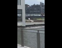 Black shirt person waves white wings around 