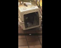 Two guys get onto subway train with four iguanas two snakes and 1 pig in a crate