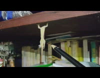 Lizard hang on shelf with hand only
