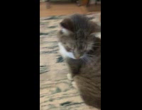 Cat says aww when tail is touched