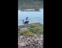 Collab Clips MPUGC - Woman amused to see bear climb down stairs 