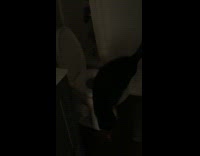 Black Cat Buddy Caught Drinking Out of Toilet