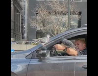 A man with pigeons outside his car door