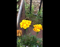 Guy gives bee high five yellow flower 