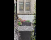 Man Films Hail on his Rooftop Hitting his Plants 