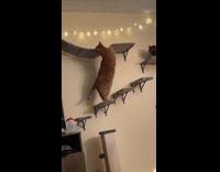 Cat struggling to climb onto hammock 